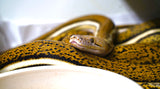 Load image into Gallery viewer, Tiger Anthrax Reticulated Python