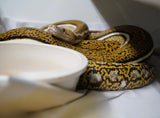Load image into Gallery viewer, Tiger Anthrax Reticulated Python