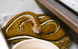 Load image into Gallery viewer, Tiger Anthrax Reticulated Python