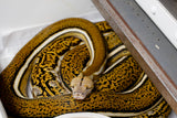 Load image into Gallery viewer, Tiger Anthrax Reticulated Python