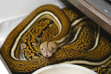 Load image into Gallery viewer, Tiger Anthrax Reticulated Python