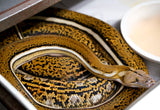 Load image into Gallery viewer, Tiger Anthrax Reticulated Python