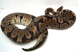 Load image into Gallery viewer, Sub Adult Micro Scale Ball Python