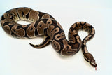 Load image into Gallery viewer, Sub Adult Micro Scale Ball Python