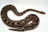 Load image into Gallery viewer, Sub Adult Micro Scale Ball Python