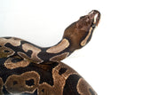 Load image into Gallery viewer, Sub Adult Micro Scale Ball Python