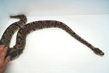 Load image into Gallery viewer, Sub Adult Micro Scale Ball Python