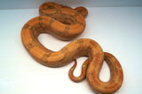 Load image into Gallery viewer, Male Burke T+ Hypo Fire Boa