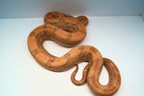 Load image into Gallery viewer, Male Burke T+ Hypo Fire Boa