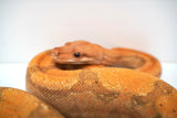 Load image into Gallery viewer, Male Burke T+ Hypo Fire Boa