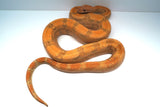 Load image into Gallery viewer, Male Burke T+ Hypo Fire Boa