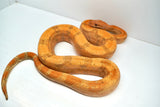 Load image into Gallery viewer, Male Burke T+ Hypo Fire Boa