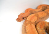Load image into Gallery viewer, Male Burke T+ Hypo Fire Boa