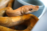 Load image into Gallery viewer, Male Burke T+ Hypo Fire Boa