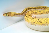 Load image into Gallery viewer, Bumble Bee Pin Enchi + Ball Python