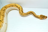Load image into Gallery viewer, Bumble Bee Pin Enchi + Ball Python