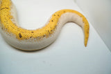 Load image into Gallery viewer, Bumble Bee Pin Enchi + Ball Python