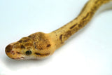 Load image into Gallery viewer, Bumble Bee Pin Enchi + Ball Python