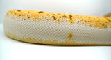 Load image into Gallery viewer, Bumble Bee Pin Enchi + Ball Python