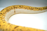 Load image into Gallery viewer, Bumble Bee Pin Enchi + Ball Python