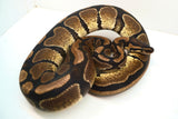 Load image into Gallery viewer, Normal Male Ball Python