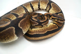 Load image into Gallery viewer, Normal Male Ball Python