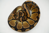 Load image into Gallery viewer, Normal Male Ball Python