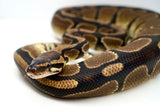 Load image into Gallery viewer, Normal Male Ball Python