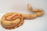 Load image into Gallery viewer, Female Sharp Purple Super Sun Glow Jungle Super Hypo Smoking Boa