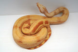 Load image into Gallery viewer, Female Sharp Purple Super Sun Glow Jungle Super Hypo Smoking Boa