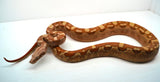 Load image into Gallery viewer, Male VPI Aztec Sun Glow Smoking Boa
