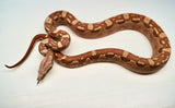 Load image into Gallery viewer, Male VPI Aztec Sun Glow Smoking Boa