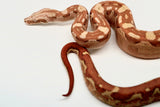 Load image into Gallery viewer, Male VPI Aztec Sun Glow Smoking Boa