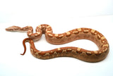 Load image into Gallery viewer, Male VPI Aztec Sun Glow Smoking Boa
