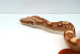 Load image into Gallery viewer, Male VPI Aztec Sun Glow Smoking Boa