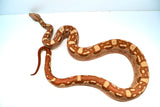 Load image into Gallery viewer, Male VPI Aztec Sun Glow Smoking Boa