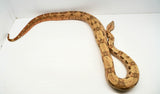 Load image into Gallery viewer, VPI Hypo Jungle 66% Pos Het Blood Boa