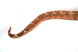 Load image into Gallery viewer, VPI Hypo Jungle 66% Pos Het Blood Boa