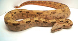 Load image into Gallery viewer, VPI Hypo Jungle 66% Pos Het Blood Boa