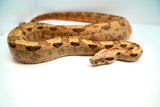 Load image into Gallery viewer, VPI Hypo Jungle 66% Pos Het Blood Boa