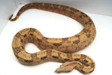 Load image into Gallery viewer, VPI Hypo Jungle 66% Pos Het Blood Boa