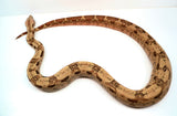 Load image into Gallery viewer, VPI Hypo Jungle 66% Pos Het Blood Boa