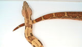Load image into Gallery viewer, VPI Hypo Jungle 66% Pos Het Blood Boa