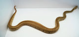 Load image into Gallery viewer, Hypo Jungle Labyrinth 66% Het Albino Boa Female