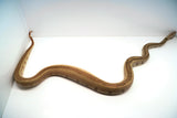 Load image into Gallery viewer, Hypo Jungle Labyrinth 66% Het Albino Boa Female