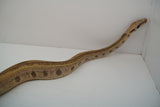 Load image into Gallery viewer, Hypo Jungle Labyrinth 66% Het Albino Boa Female