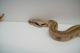 Load image into Gallery viewer, Hypo Jungle Labyrinth 66% Het Albino Boa Female