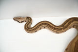 Load image into Gallery viewer, Hypo Jungle Labyrinth 66% Het Albino Boa Female