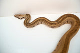 Load image into Gallery viewer, Hypo Jungle Labyrinth 66% Het Albino Boa Female