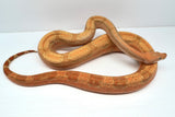 Load image into Gallery viewer, Female Burke Hypo Genetic Stripe Fire (Het Leucy) Central American Boa